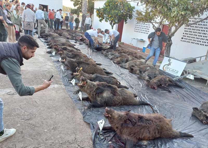 Resultado Montería Las Alcañizas 2024 Corcaza